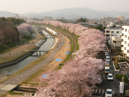 岡山県医師会 旭川河川敷桜だより15
